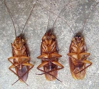 Mr. Cockroach tweet media