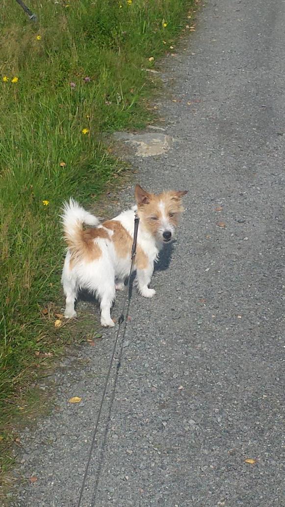#EverydayRoutine Out walking my dog, listening to some tunes! 
#RT #Sweden #Walking #Music #Sunny #Weather