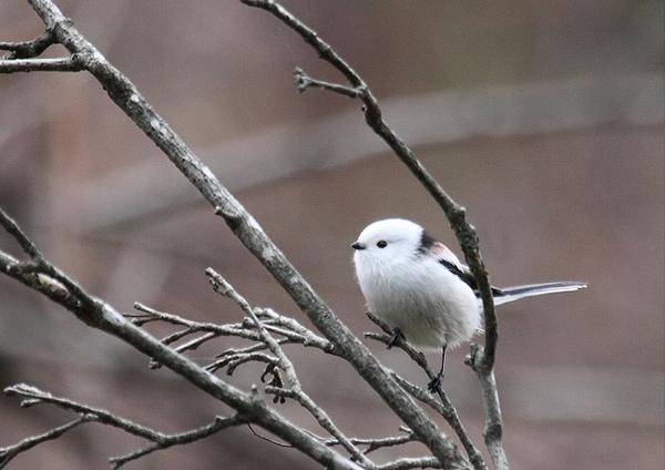 シマエナガbot tweet media