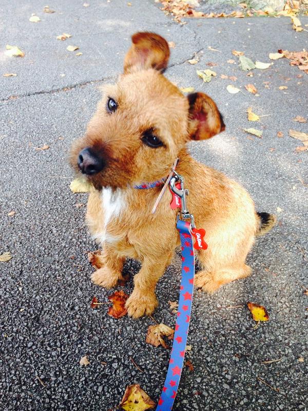 How beautiful does Coco look this morning in her new <a href="/Cath_Kidston/">Cath Kidston</a> collar and lead? #CathKidston #york #puppy #stars