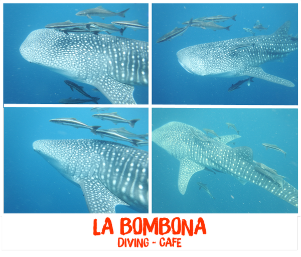 lbdivingkohtao's tweet photo. #tiburonballena #whaleshark @labombonadiving #sailrock #kohtao Felices! http://t.co/Uf5UGciYen