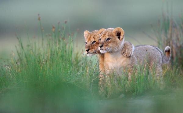 NatuPictures's tweet photo. La amistad verdadera no es estar ahí cuando es conveniente; es estar ahí cuando no lo es. http://t.co/rPJfE3ob9f
