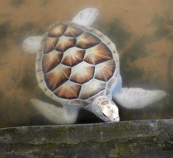 katelyn_melvin's tweet photo. Albino turtles are pretty cool #thatshell http://t.co/hfmhzPdwSy