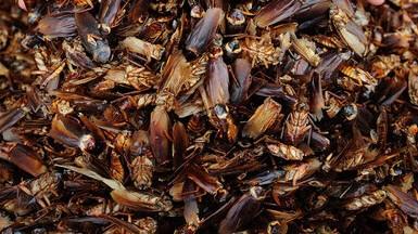 IAmCockroach's tweet image. “@ImCockRoachh: @venaamoriz @uyweis hi girls meet my family http://t.co/Nbdlxdmvur” is that me?