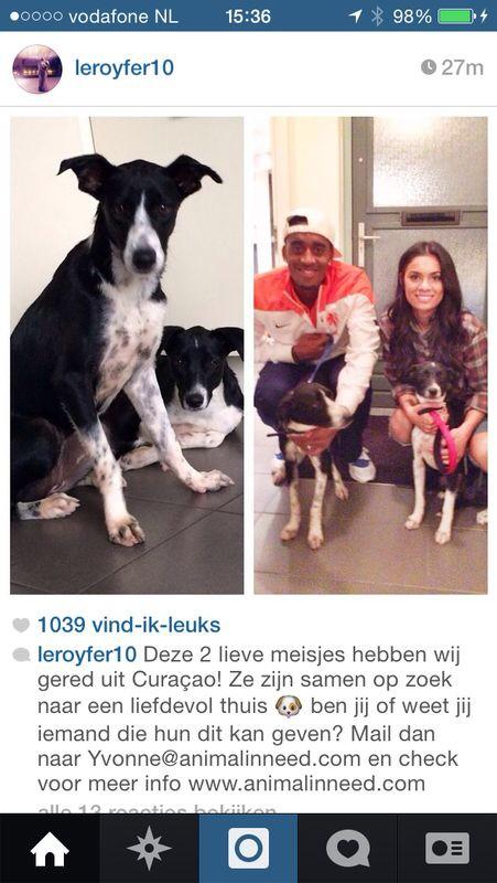 Fantastic to see that my Brother @LeroyFer10 and his wife <a href="/xlms_/">Xenia Fer</a>  saved 2 lovely dogs from Curacao #goodheart❤️