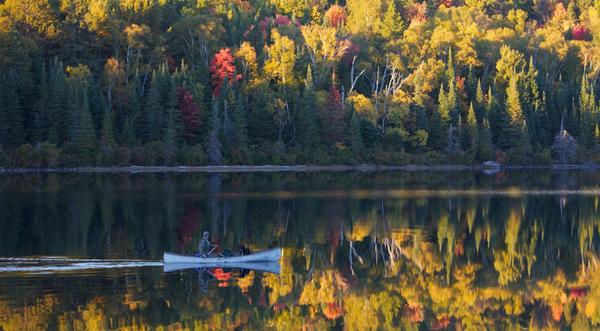 Our backcountry rangers recommend taking a paddle to explore the breathtaking fall colours in the park!