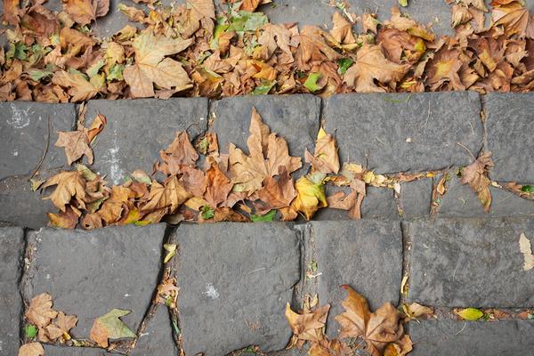 proimagellc's tweet image. #Leaves will soon be falling - we can manage all that for you! #LeafManagement