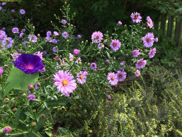 I did not plant that morning glory nice surprise #FriendsWithWeeds #BeePhotoBomb see him?