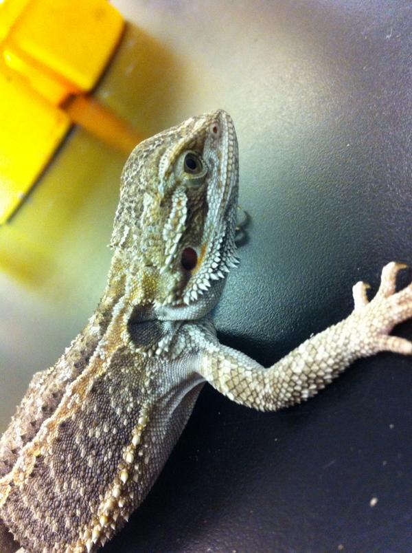 Random_Beverly's tweet photo. This guy is so chill, I love hanging out with him at work. #lovemyjob #scienceteacher #beardeddragon http://t.co/fmvgFm3Mnx