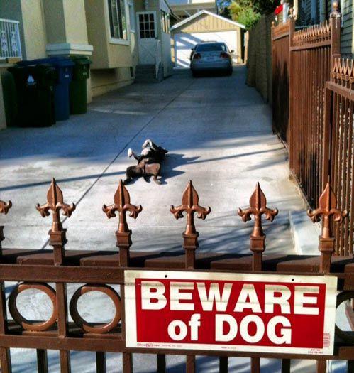 Even a guard dog needs a break. Another reason why you need an alarm system. #homesecurity #securitysystem
