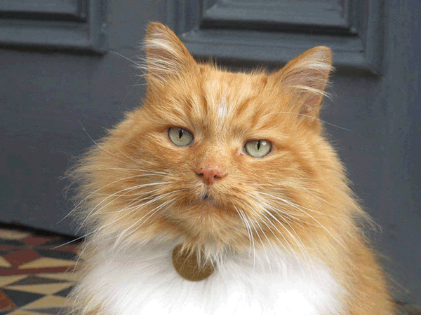 Independent's tweet photo. RIP Hamish McHamish http://t.co/TqgvUdvcqf http://t.co/vVJXyuJWxs
