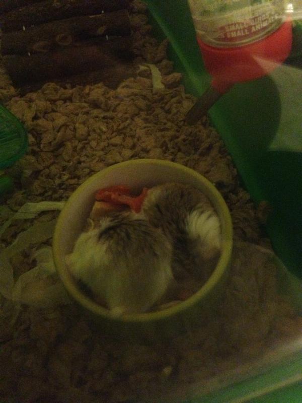 No table manners from my two sweets this evening!