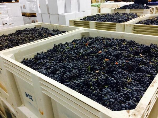 MoonstoneWine's tweet photo. More than a petite amount of work is going into this year's harvest! It's Petite Syrah! #fermentationbegins http://t.co/Vh9XmvzewN