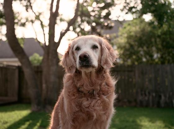 enews's tweet image. #911anniversary: The last surviving 9/11 rescue dog returns to visit the memorial site. eonli.ne/1CX3yq5
