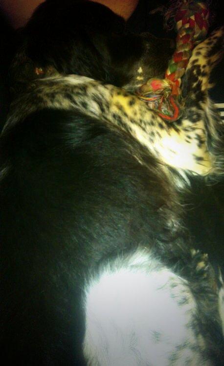 Mariahaddow's tweet photo. El y su juguetito!!! Me lo como!!! @franhm88 http://t.co/1qFjLoPu9o
