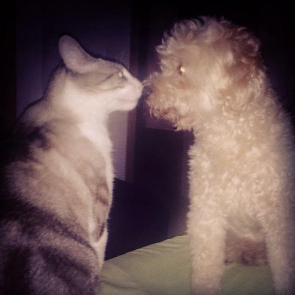 AndreiaMarciuc's tweet photo. Esto es amor . Mis dos chicos , jejejej no hay más remedio . http://t.co/9GSanFZjR6