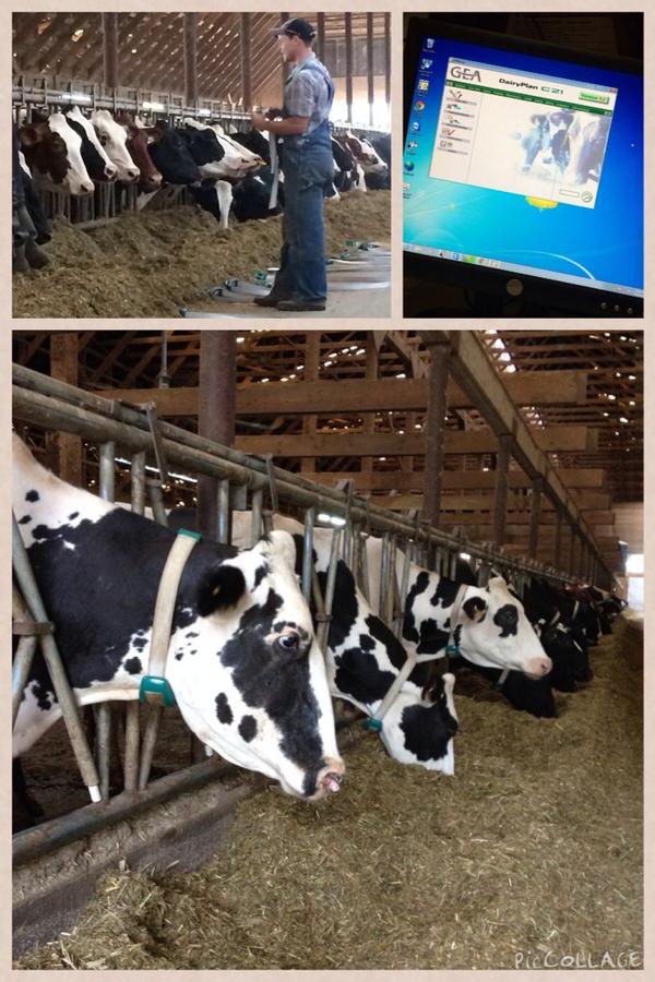 An exciting day! All of our girl's new neck bands are on and our new <a href="/GEA_farming/">GEA Farming</a> CowScout System is up and running!