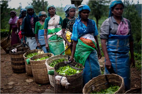 InfusionesTH's tweet image. El Té no sólo es una infusión llena de sabor,tambien esta llena de tradición y cultura ... #tealovers