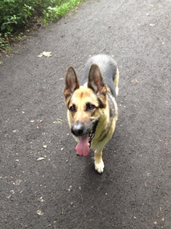 AndyAnnable's tweet photo. I know someone who would love New Zealand...... SHEEP! Ha! #shepherd #mydog http://t.co/aRIDLQqyBk