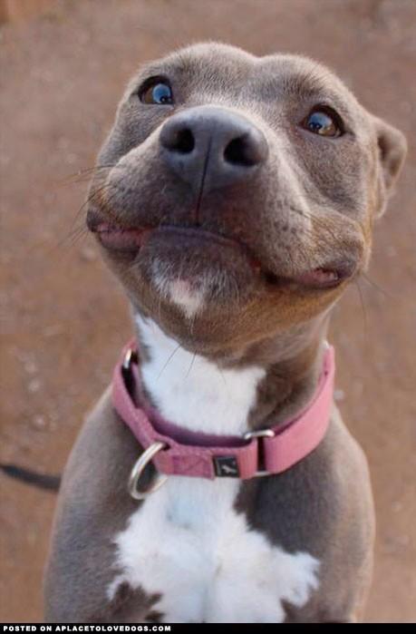 DogsPitbull's tweet photo. Que tal este pequeño cachorro !!! http://t.co/NFEVoZxEtb
