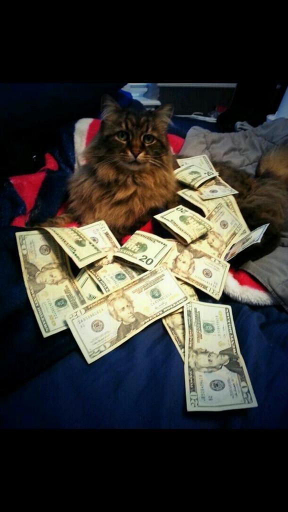 ClickablePen's tweet photo. #throwbackthursday #Throwstacks #Throwcat #CashCats #catsandmoney http://t.co/dYQpbsM5Dx