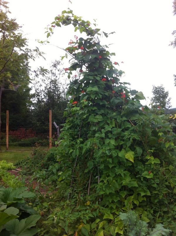 margaretdresche's tweet photo. Towering green bean teepee enjoying the last warm nights of summer. http://t.co/r1wCuc6050