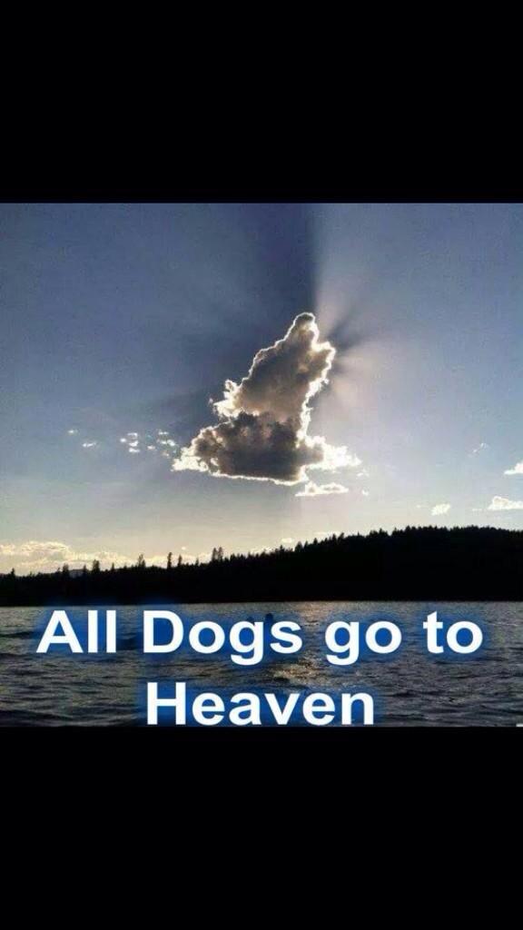 radiochelsea's tweet photo. Dogs saved tonight by @manchesterfire 
God bless the ones that didn't!#ManchesterDogsHome http://t.co/9qd6YOFGrn http://t.co/Y616S5wNnj