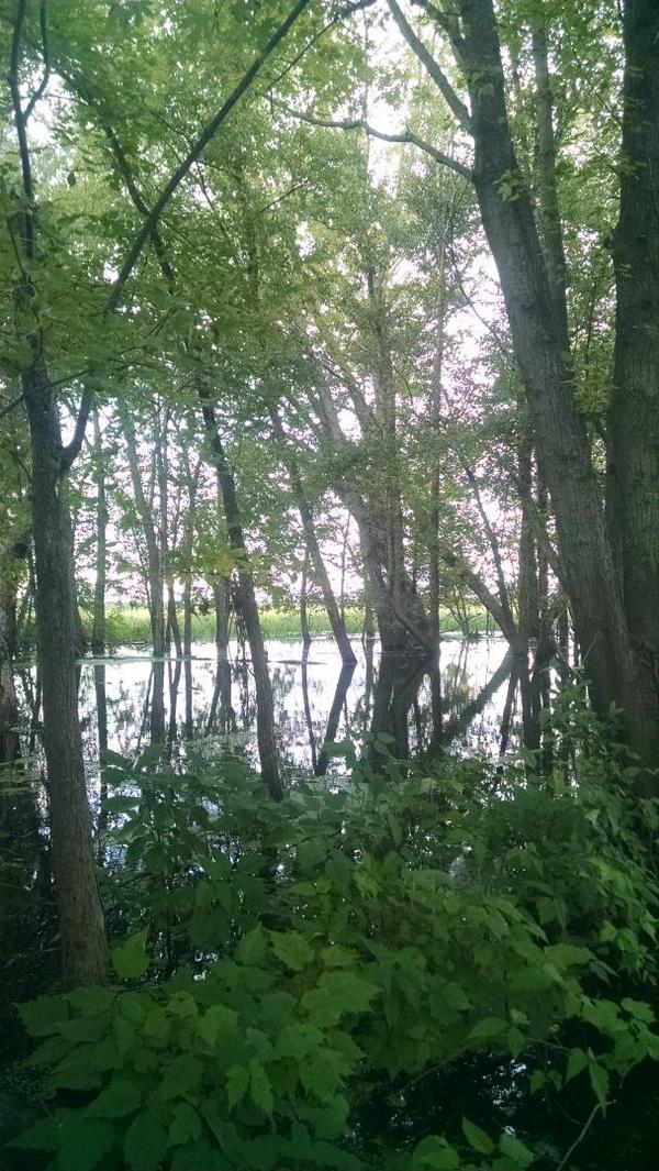 Drakeundertakr's tweet photo. @joe_swit  Flooded timber #WIstyle http://t.co/4orjPR1Bma