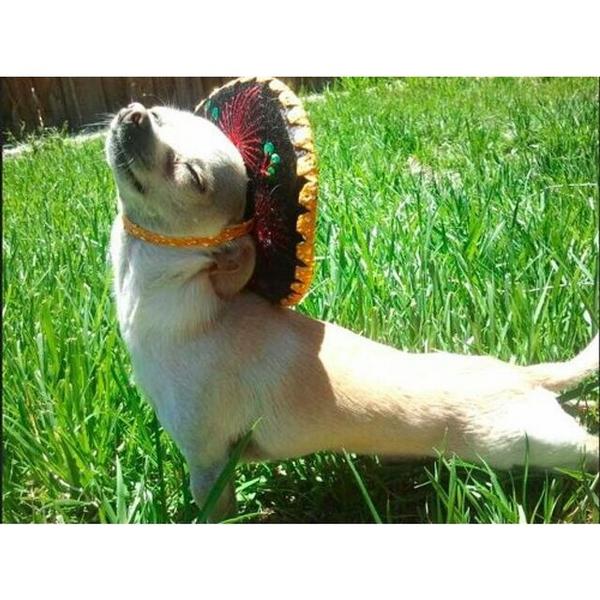BlackSwanYoga's tweet photo. Come get you some of this good stuff.
#yoganimal #yoga #chihuahua #sombrero #upwardfacingdog #blackswanyoga http://t.co/olTGcuILjl