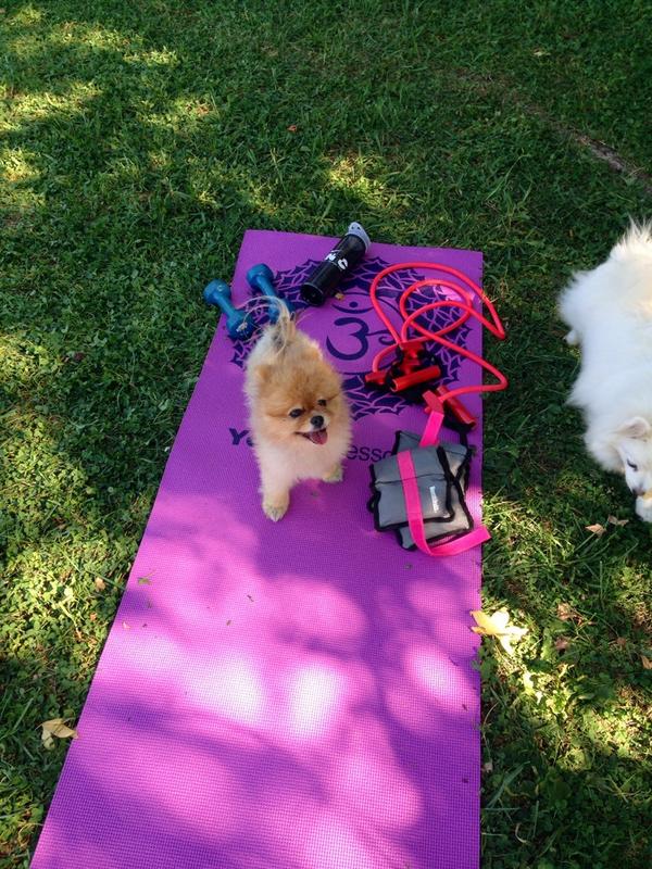 Taking in the sunshine with a puppy workout in the park! <a href="/raquelrischard/">raquel</a> ☀️