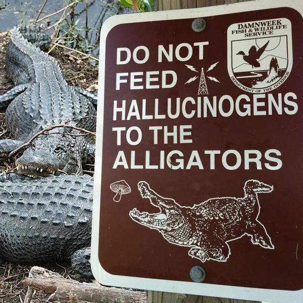 streetSinger9's tweet photo. #FloridaSigns http://t.co/f8u3yqTMA7