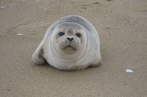 weathernetwork's tweet photo. Four adorable seal pups released back into the wild: http://t.co/JsS5vArTYT http://t.co/nnxdwI7C2t