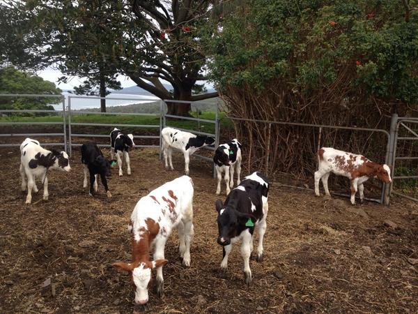 SeabreezePaul's tweet photo. New Polled calves at Sea Breeze. No paste no debudding no dehorning no worries no excuse! #gopolled #polledprogess http://t.co/wcS7fItk5Z