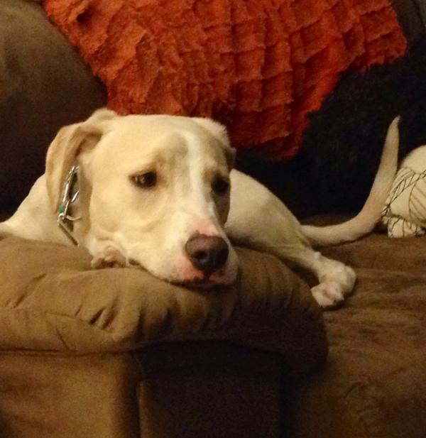 roxygirl196's tweet photo. Come on mom I only ate 1 pillow... #naughtypuppy http://t.co/T42PxUcjuP