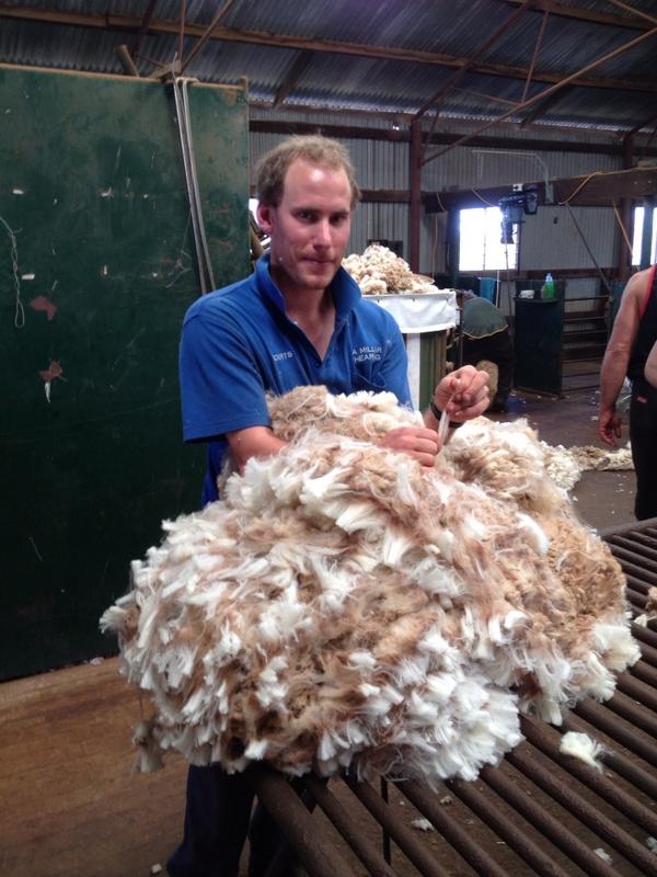 TonySachse's tweet photo. Our award winning woolclasser @Cmill889 in action #shearing14 http://t.co/deIoW3twsJ