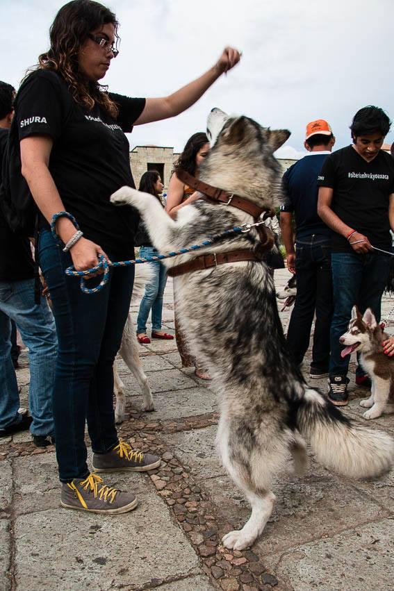 ClubHuskyOax's tweet photo. @IxchelCc de las mejores tomas de esa caminata… guapa la shura… #SiberianHuskyOaxaca http://t.co/6LgoRD6bi8