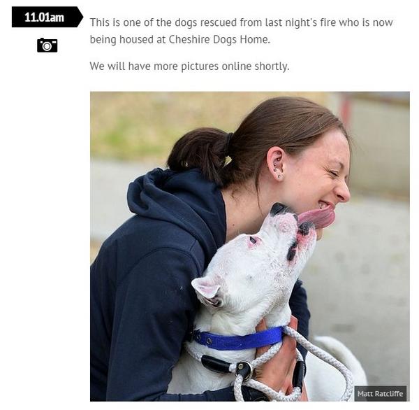purplepilgrim's tweet photo. #ManchesterDogsHome This is one of the dogs rescued in the fire. Donate #MDOG57
https://t.co/ueudk51goo http://t.co/34w1cjzgsW