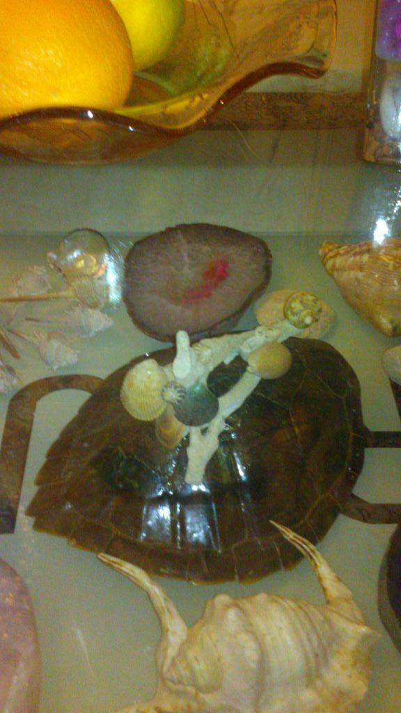 z_kish tweet picture