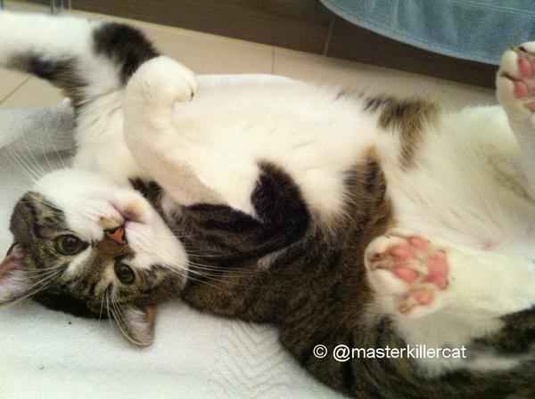 masterkillercat's tweet image. Peppino loves it! &amp;gt; Happy #jellybellyfriday to all my #friends and furry kids. #cats #catlover &amp;lt; #hugs