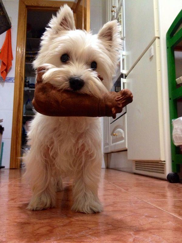 begogobe's tweet photo. @40Andaya Aquí esta Gala!!!La mascota de @rocio_mtc!!! #AndaYaDeViernes http://t.co/YN16JfEgQV