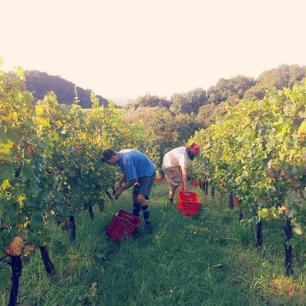 ContraSoarda's tweet photo. Testa bassa e se lavora! #passion #harvest #wine #selection #quality #onlywithoursofthands http://t.co/z63zEyniqg