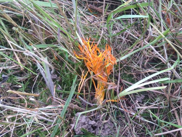 Nicola (@falconhurstkent) on Twitter photo Who can identify this brightly coloured beauty hiding under our meadow grass? <a href="/NGSKent/">NGS Kent Gardens</a> <a href="/MeadowInGarden/">Meadow In My Garden 🍃💚🍃</a> #loveautumn Who can identify this brightly coloured beauty hiding under our meadow grass? <a href="/NGSKent/">NGS Kent Gardens</a> <a href="/MeadowInGarden/">Meadow In My Garden 🍃💚🍃</a> #loveautumn