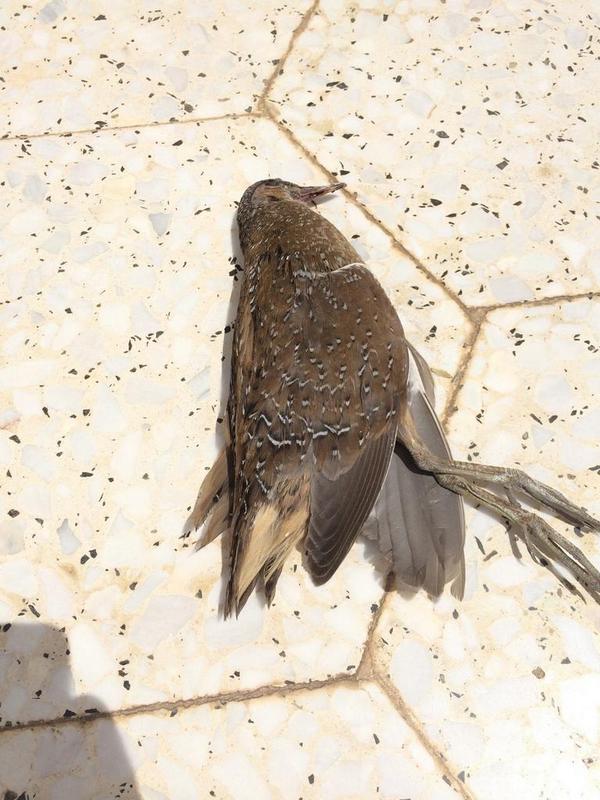 msfr3210's tweet photo. @Alsuhaibany وشو ذا الطير لقيته ميت في الحوش! http://t.co/UPZ1ou2jeX