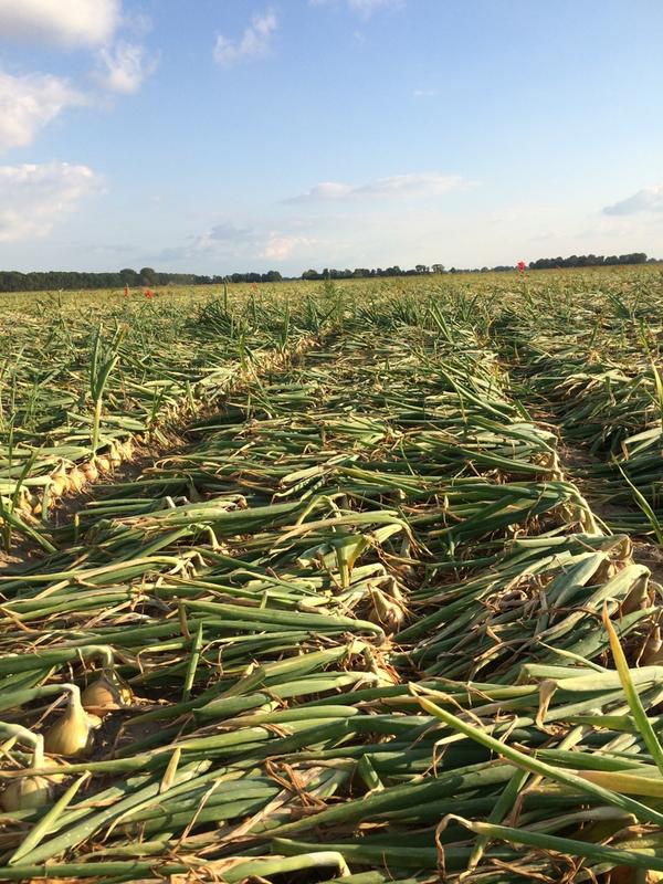 VersluisAgro's tweet image. Toch maar een keer beginnen! #hyfive @DeGrootenSlot @tomlangenberg