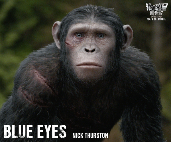 猿の惑星 聖戦記 グレート ウォー シーザーの息子 ブルーアイズ いつの日か猿の社会を率いるリーダーとなる 猿の惑星 映画 Http T Co H7zhphitrg