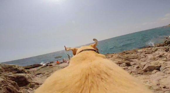 CoolContentBro's tweet image. This Dog Really Loves The Water - coolcontentbro.com/labrador-loves…