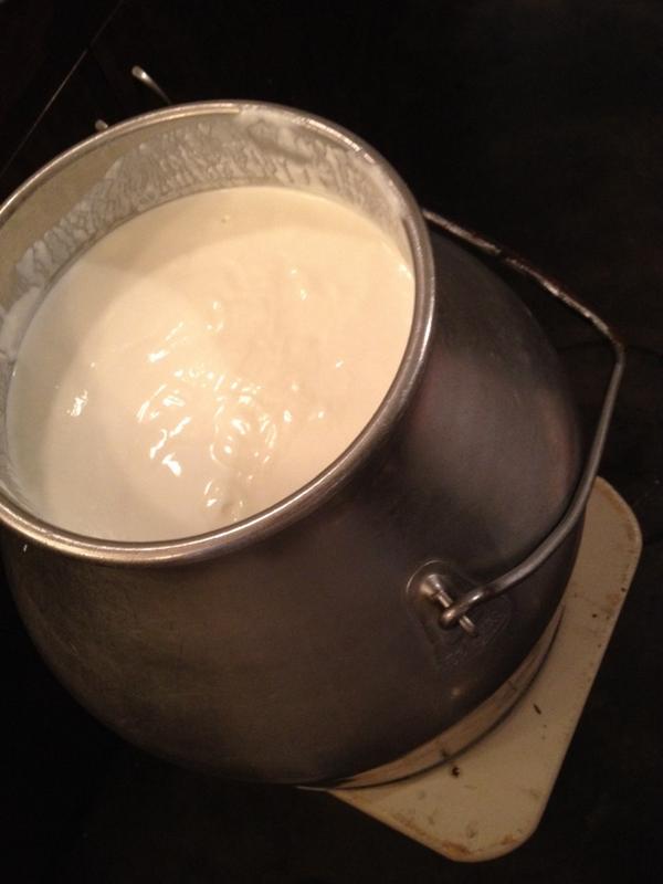 TheCheesiry's tweet photo. Fresh Ewegurt for @CityMarket104 @StrathconaMrkt and our boutique! Stop on by #yegfood #yll http://t.co/34mEsKj7nH