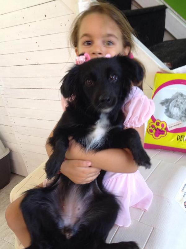 ThePetShopGr's tweet photo. ΒΡΕΘΗΚΕ σήμερα θηλυκό μικρόσωμο μαύρο σκυλάκι. Ζητείται ιδιοκτήτης, ο παλιός ή νέος! Τηλ 2241021412 http://t.co/LpHsqJyDJu