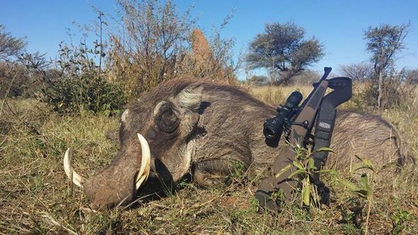 excopesa's tweet image. Este jabalí fue cazado en África con un M03 Extreme 8x57 IS. #caza #Mauser #Excopesa