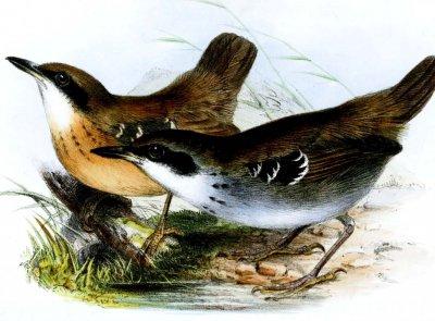 Oiseaux.net tweet media
